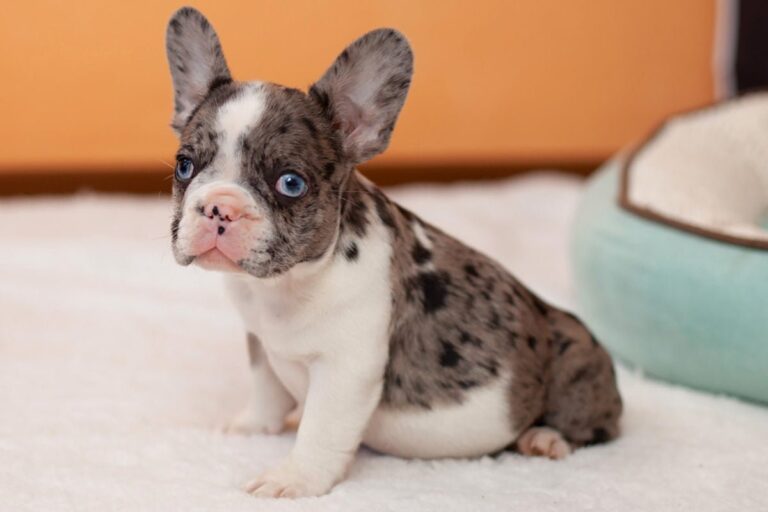 Merle French bulldog - TomKings Puppies