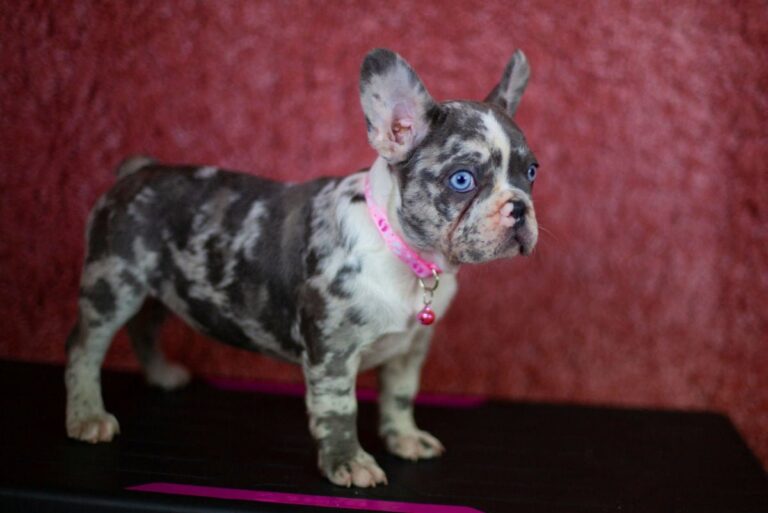 Merle French bulldog - TomKings Puppies