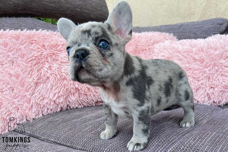 Merle French bulldog - TomKings Puppies