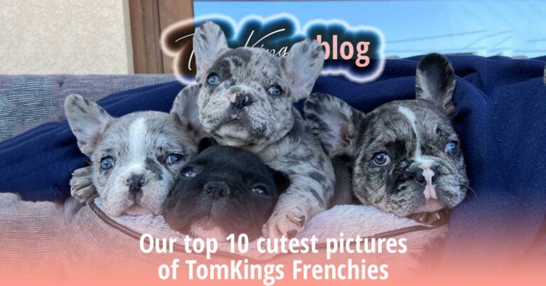 Our top 10 cutest pictures of TomKings Frenchies - TomKings Blog
