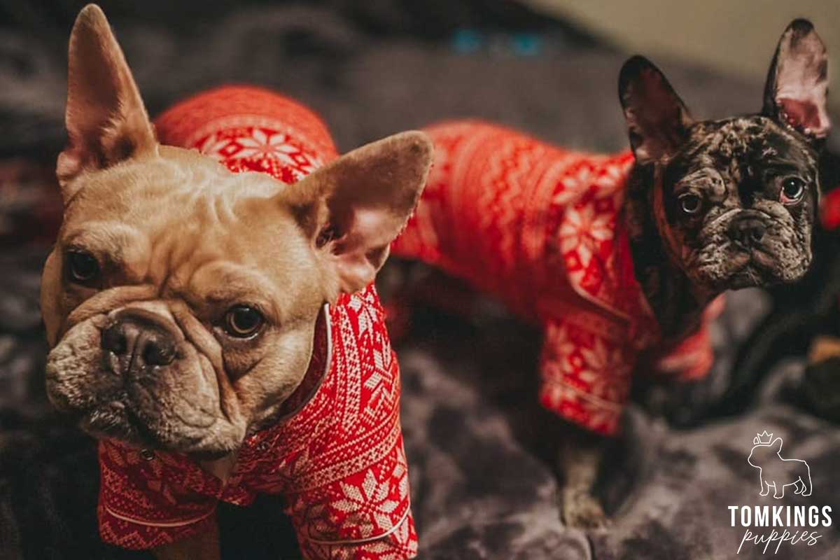 Why and how to dress your Frenchie? - TomKings Kennel