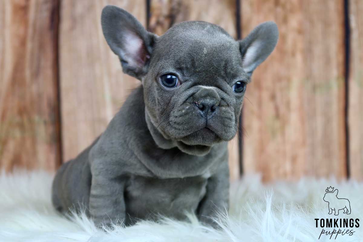 Everything you need to know about neutering your Frenchie - TomKings Blog