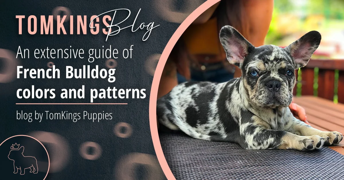 French Bulldog Colors Guide: Common, Rare, and Color Codes Explained