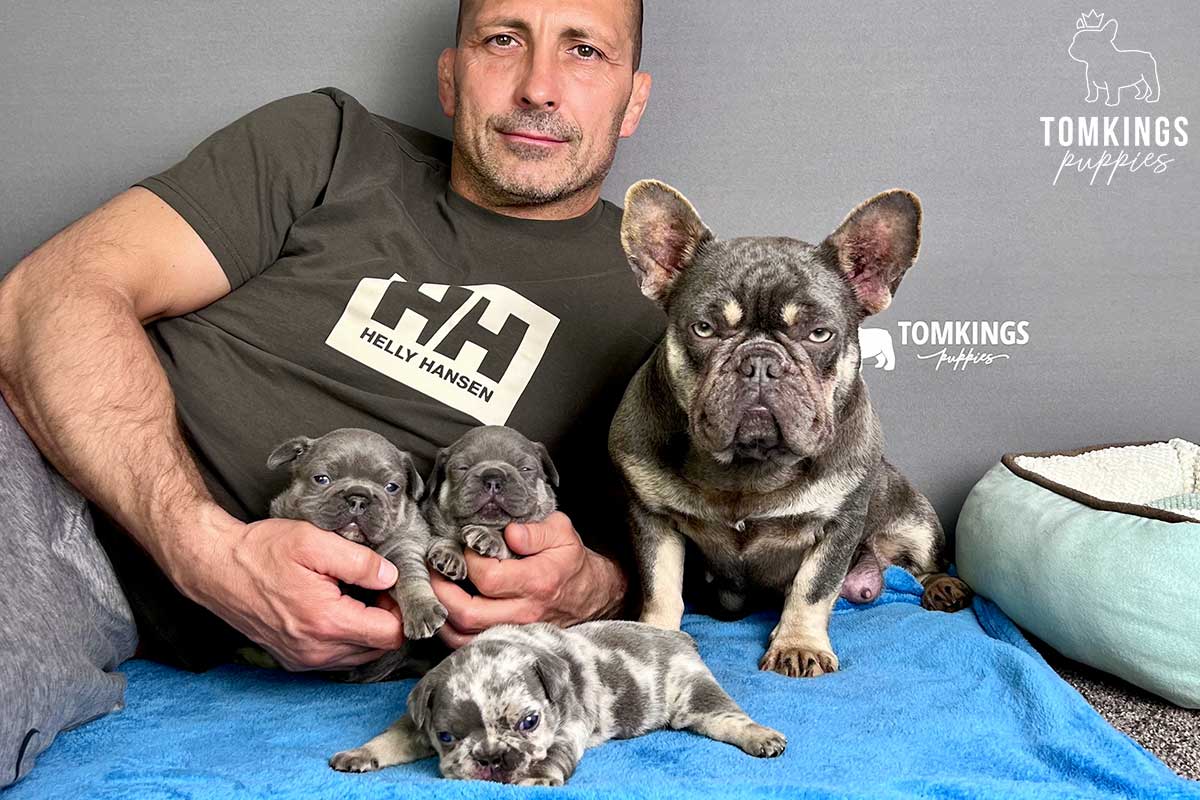 French Bulldog - TomKings Puppies