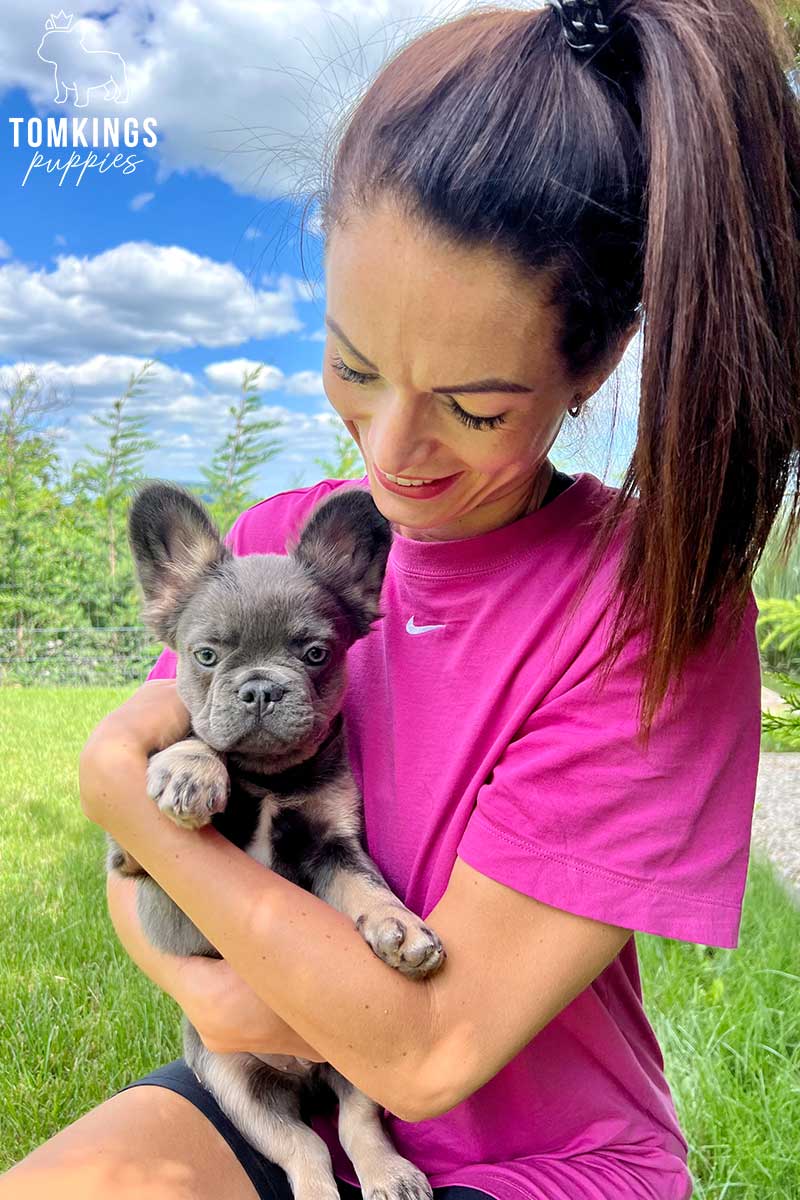 Zakari, available Fluffy French Bulldog puppy at TomKings Puppies