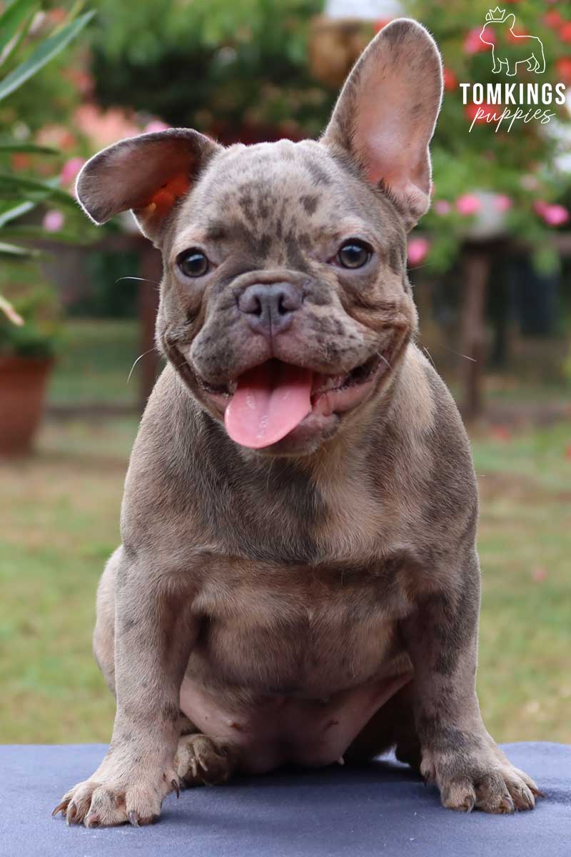 Arlene, available blue merle French Bulldog puppy at TomKings Puppies