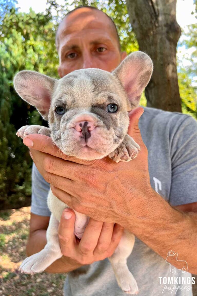 Cortez, available lilac fawn merle French Bulldog puppy at TomKings Puppies