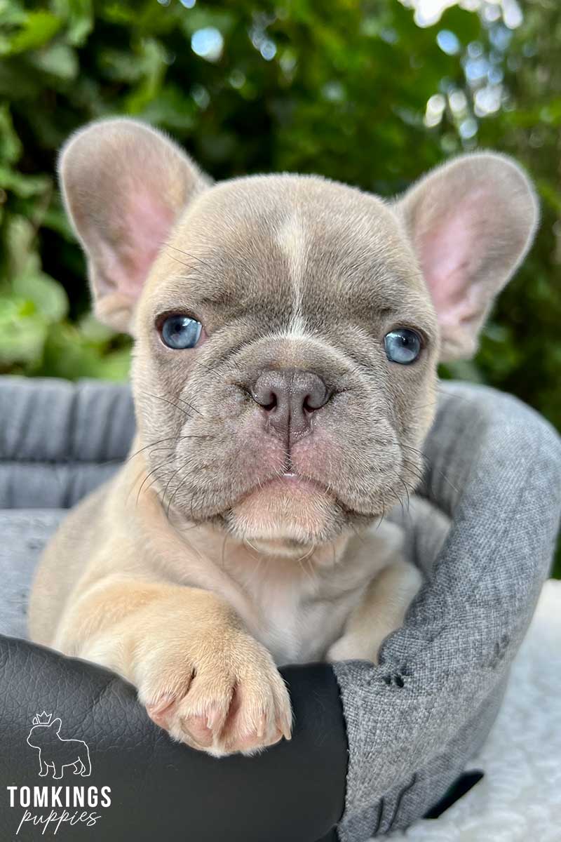 Marina, available lilac sable French Bulldog puppy at TomKings Puppies