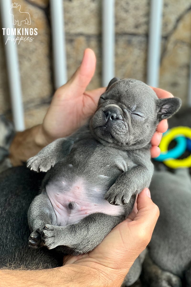 Frenchie Puppy at TomKings Puppies