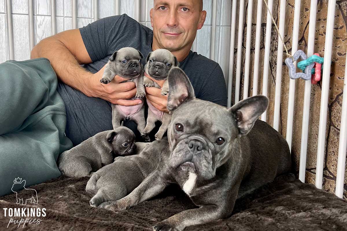 French Bulldog - TomKings Puppies