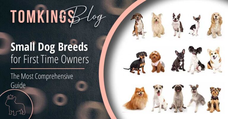 Small Dog Breeds for First Time Owners - The Most Comprehensive Guide - TomKings Puppies Blog