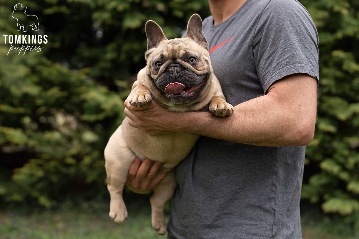French Bulldog - TomKings Puppies