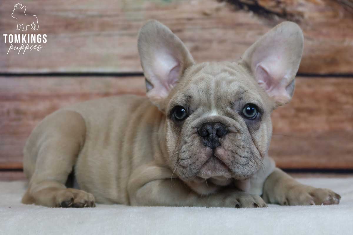 Dominic, available French Bulldog puppy at TomKings Puppies