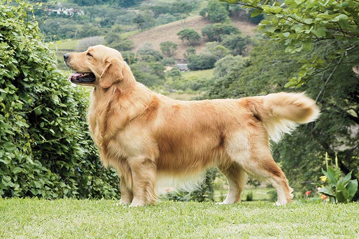 Golden Retriever - TomKings Puppies Blog