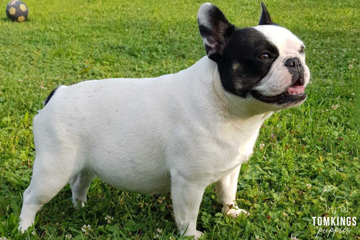 French Bulldog - TomKings Puppies