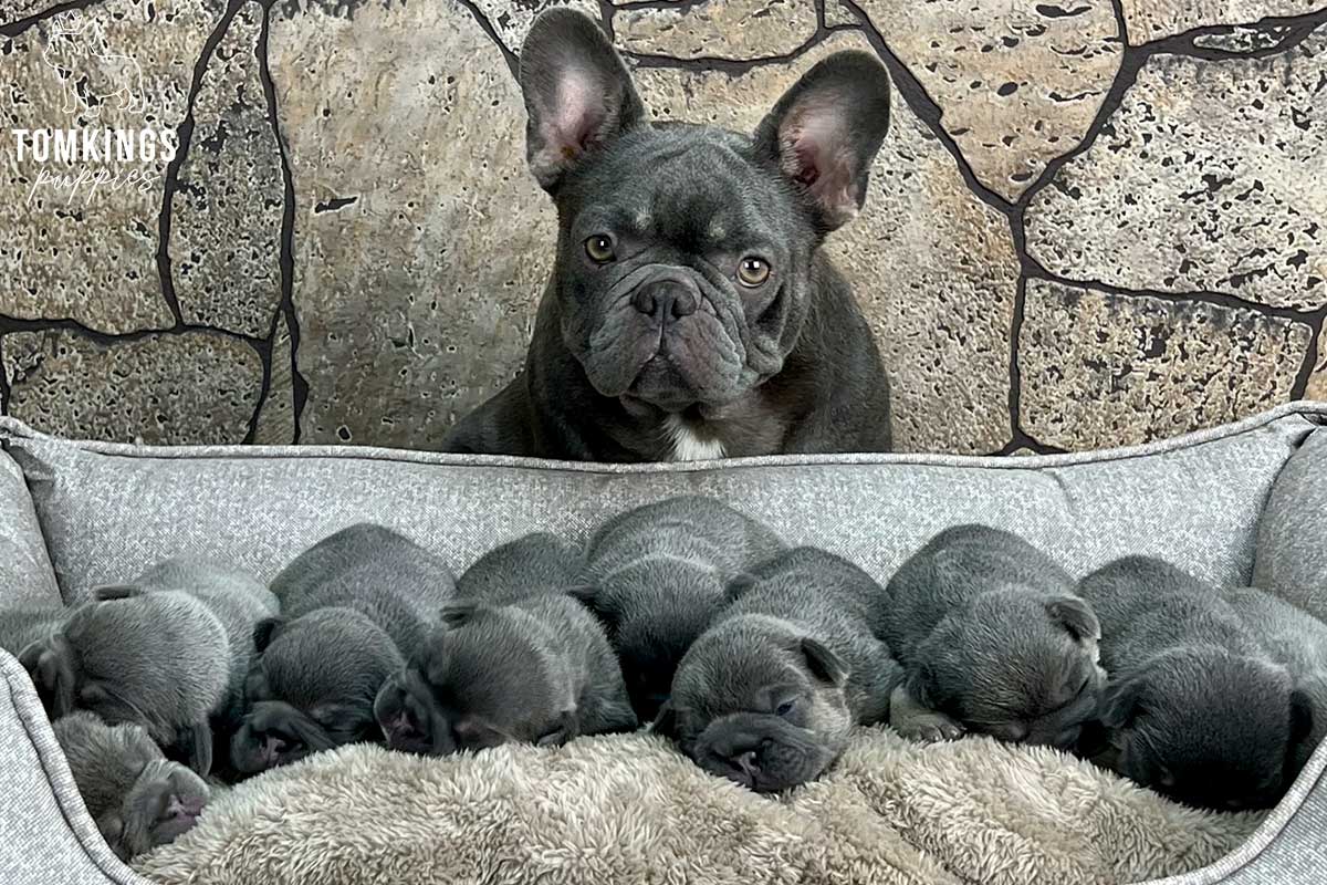 TomKings Puppies Breeding program
