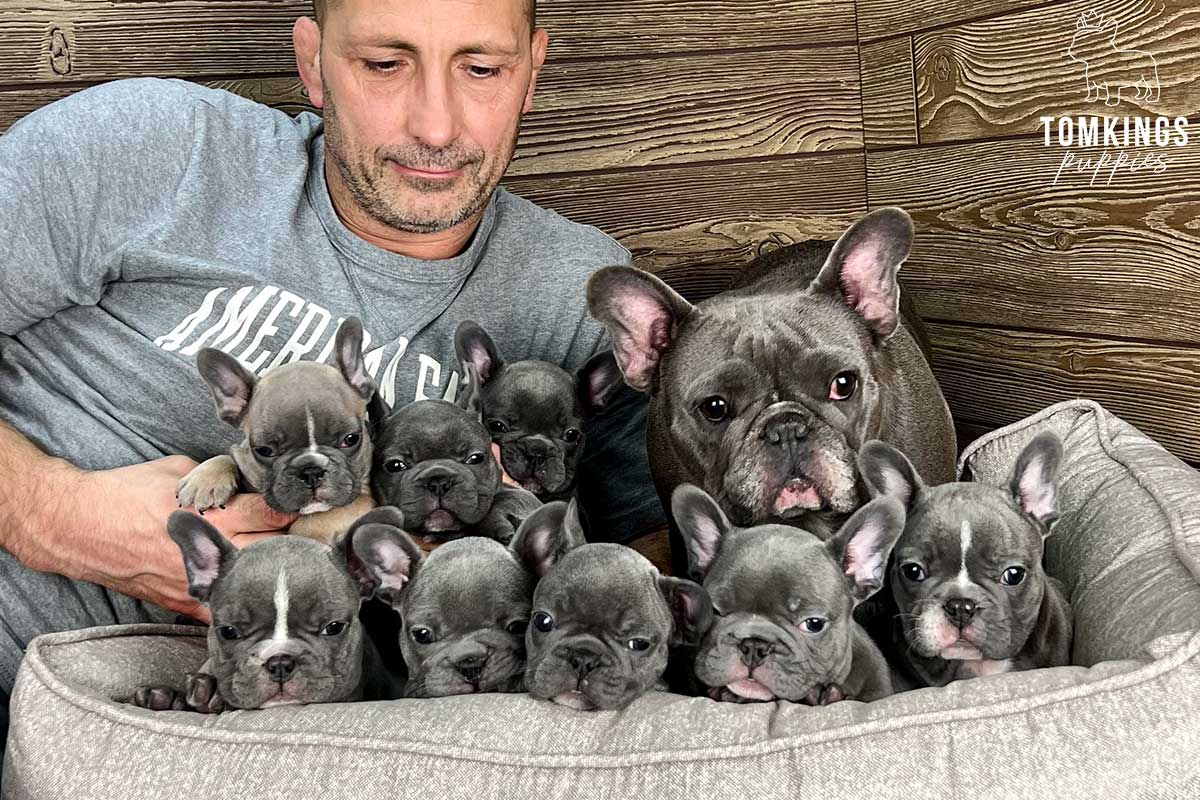 TomKings Puppies Breeding program