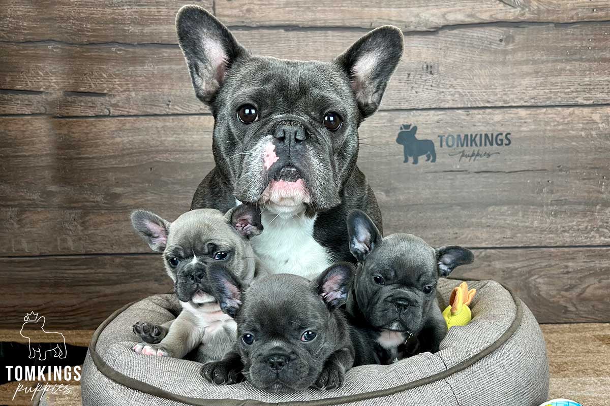 TomKings Puppies Breeding program