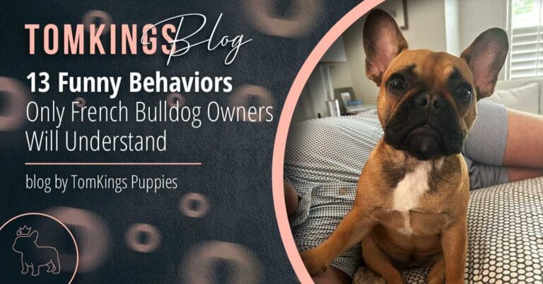 13 Funny Behaviors Only French Bulldog Owners Will Understand - TomKings Blog