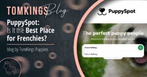 PuppySpot – Is It the Best Place for Frenchies? - TomKings Blog