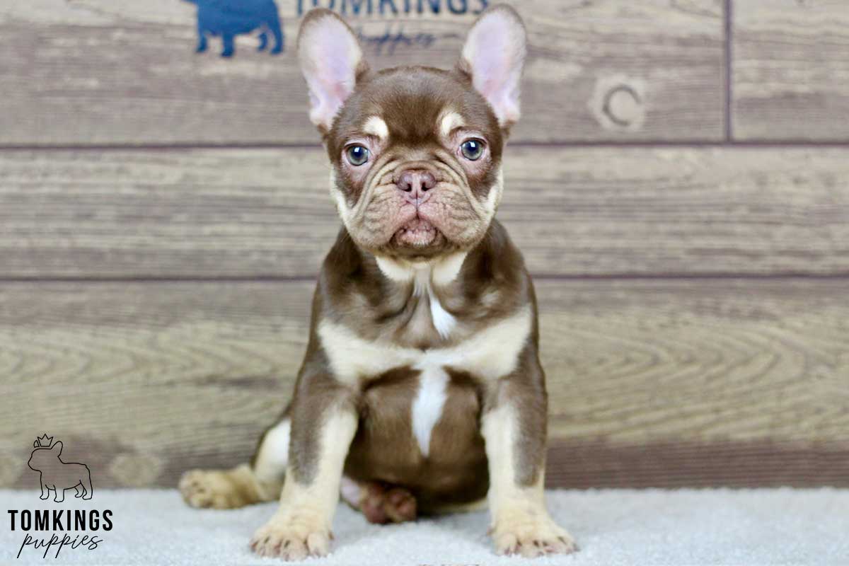 Roscoe, available French Bulldog puppy at TomKings Puppies