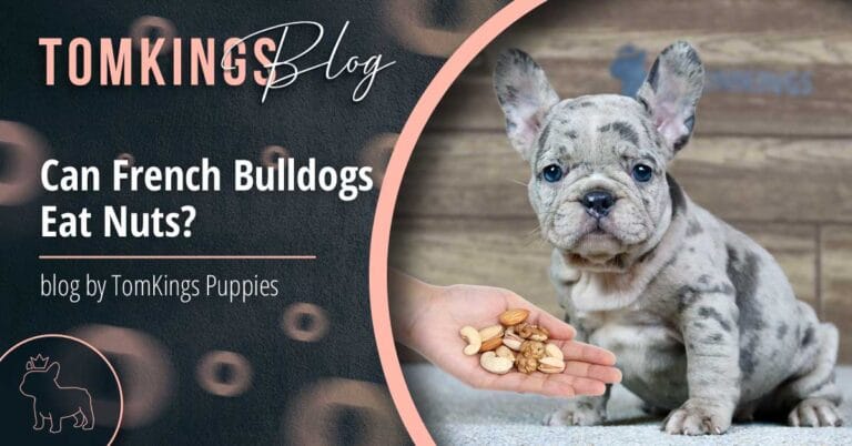 Can French Bulldogs Eat Nuts? - TomKings Puppies blog