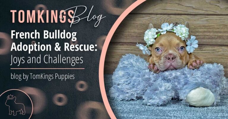 French Bulldog Adoption & Rescue: Joys and Challenges - TomKings Blog