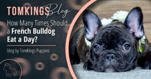 How Many Tims Should a French Bulldog Eat a Day Blog Cover