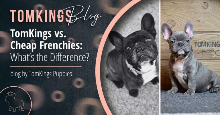 TomKings vs. Cheap Frenchies: What’s the Difference? - TomKings Blog