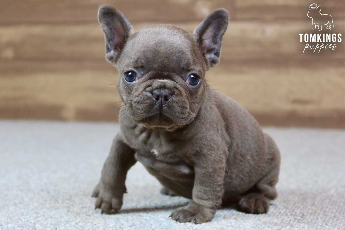 Solane, available French Bulldog puppy at TomKings Puppies