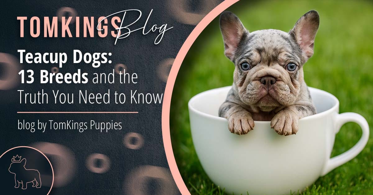 Teacup Dogs: 13 Breeds and the Truth You Need to Know - TomKings Blog