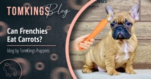 Can Frenchies eat carrots? -TomKIngs Puppies Blog