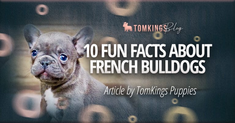10 Fun Facts About French Bulldogs That Might Surprise You