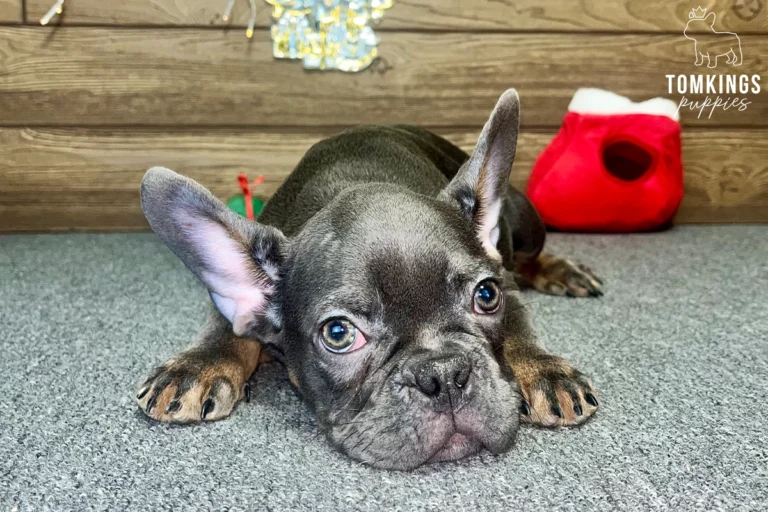 Lucien, available French Bulldog puppy at TomKings Puppies