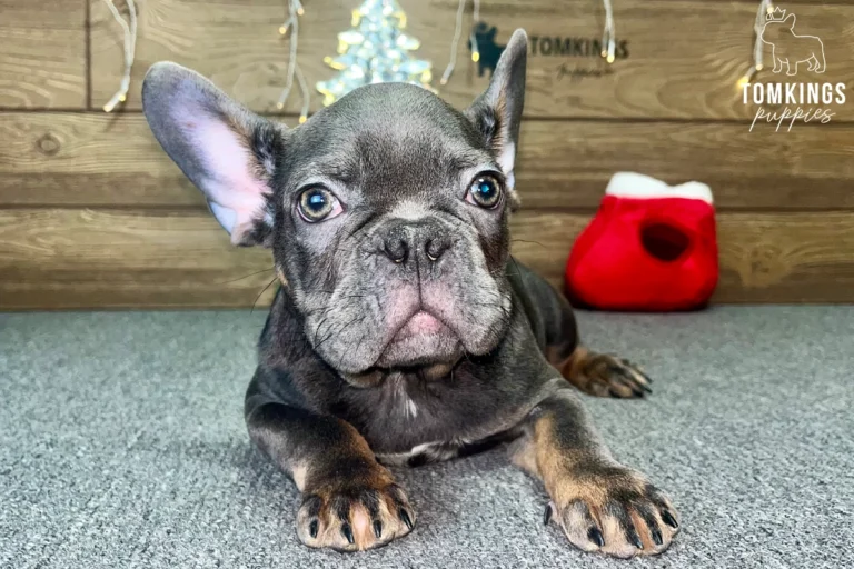 Lucien, available French Bulldog puppy at TomKings Puppies