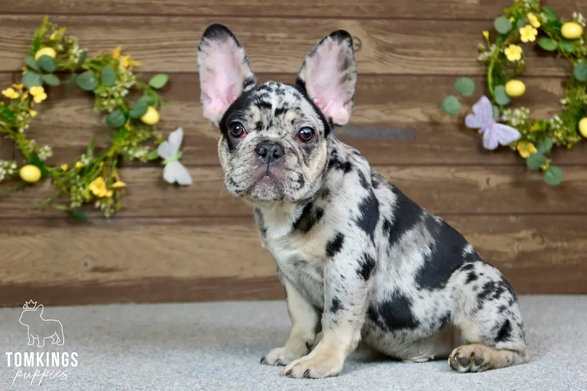 Travis, the Kind Keeper