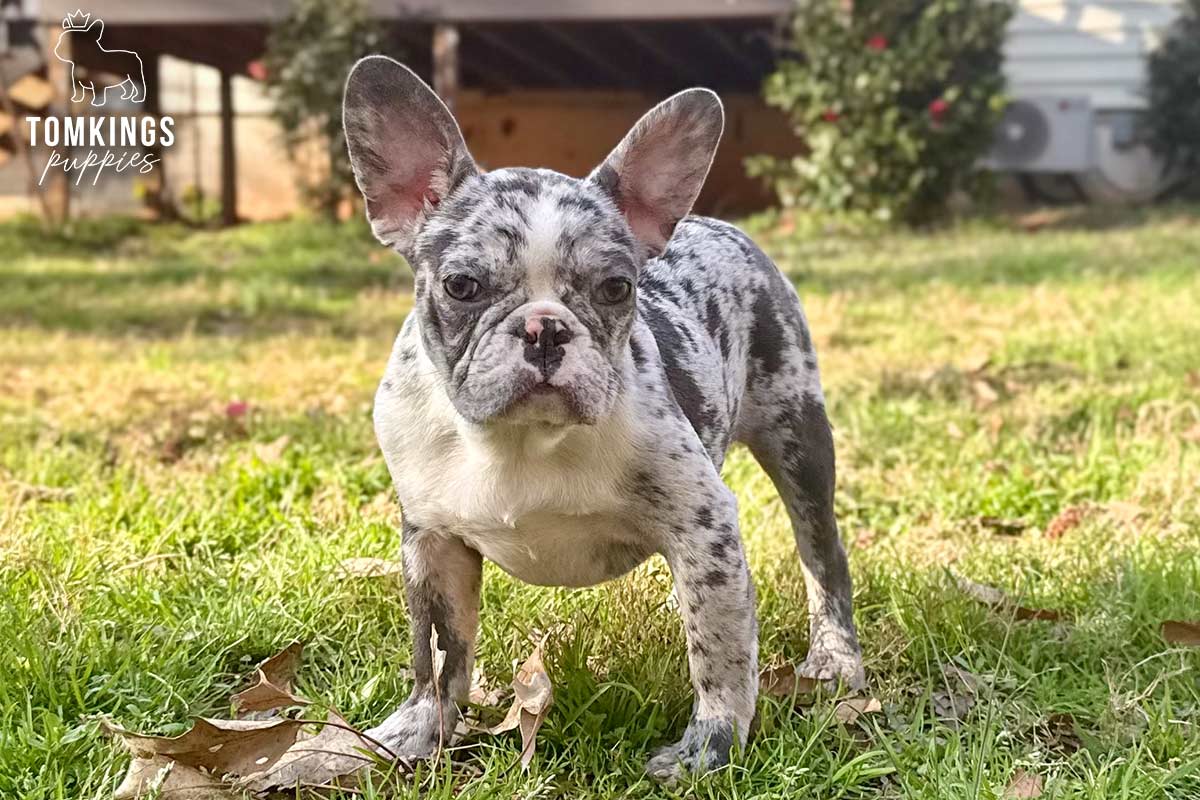 Cocoa, the Curious Explorer