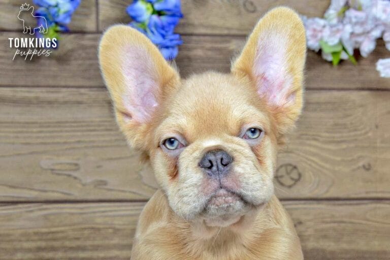 Jonathan, a lilac fawn fluffy male French Bulldog puppy, front-facing with blue flowers overhead.