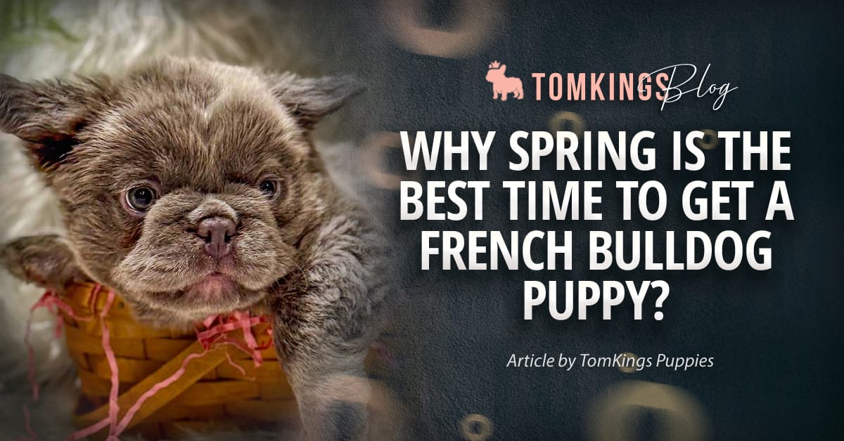 Why Spring Is the Best Time to Get a French Bulldog Puppy?