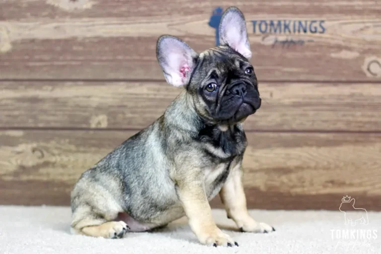 Luna, a sable female French Bulldog puppy, sitting upright with a slight head tilt indoors.