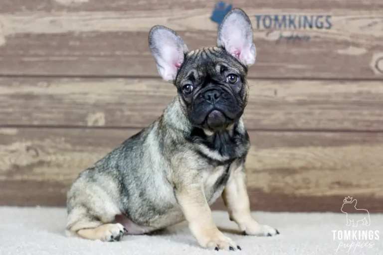 Luna, a sable female French Bulldog puppy, lying on a light carpet and facing forward indoors.