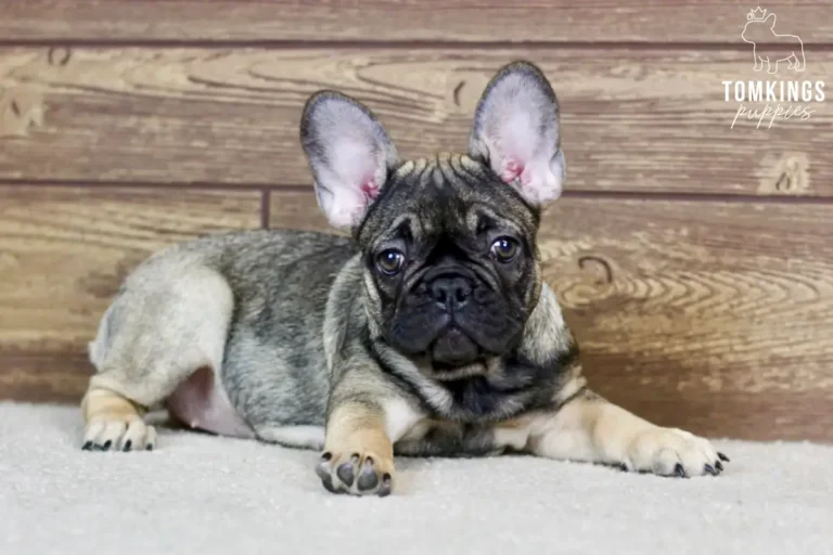 Luna, a sable female French Bulldog puppy, standing and facing forward on a light carpet.