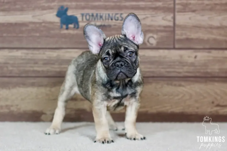 Luna, a sable female French Bulldog puppy, sitting at an angle with her head tilted indoors.