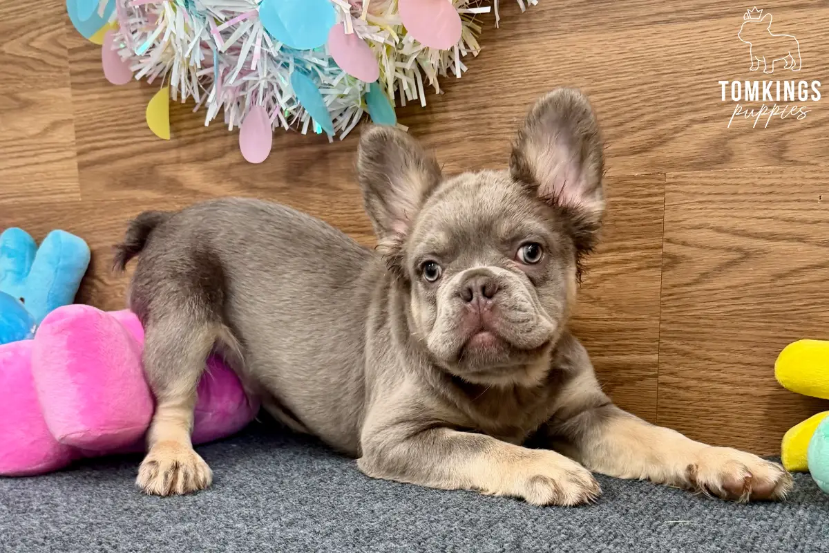 Rex, the Paw Prodigy