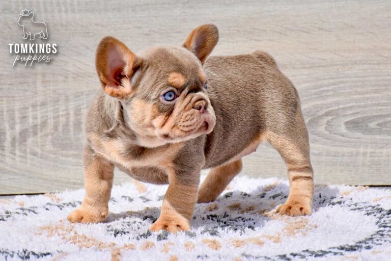 Alessa, an isabella and tan female French Bulldog puppy, seated on a soft rug indoors.