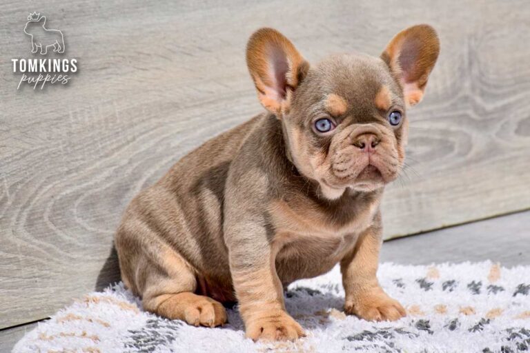 Alessa, an isabella and tan female French Bulldog puppy, standing with her tongue out indoors.