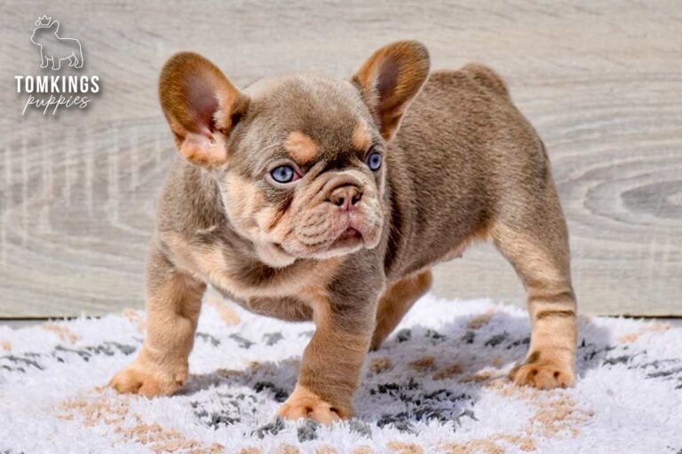 Alessa, an isabella and tan female French Bulldog puppy, standing in three-quarter view indoors.