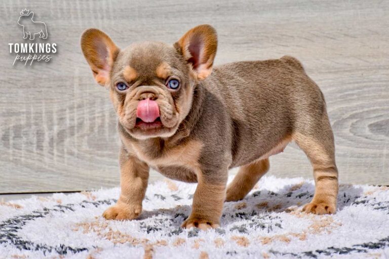 Alessa, an isabella and tan female French Bulldog puppy, seated upright on a rug indoors.