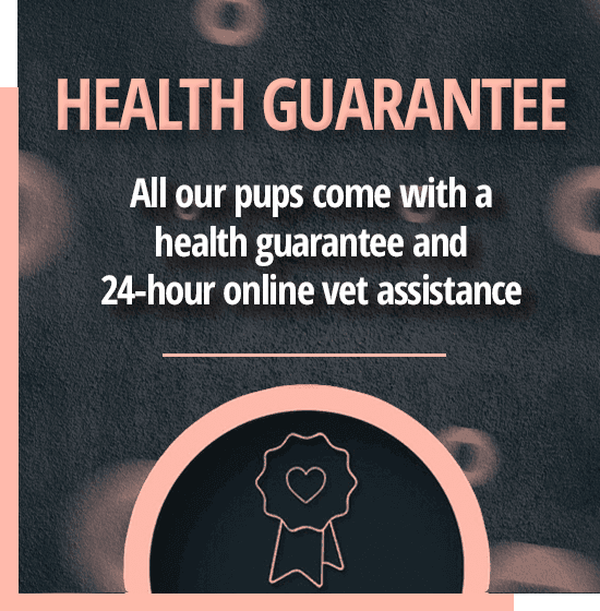 Health Guarantee at TomKings Puppies
