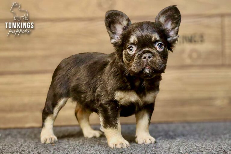 Darwin, a choco and tan fluffy French Bulldog boy, standing front-facing on gray carpet indoors.
